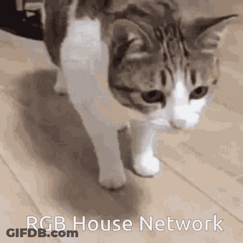 Lazy Cat Lies Down Rgb House Network GIF