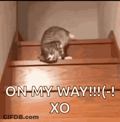 Lazy Cat On Her Way Falling Down Stairs GIF