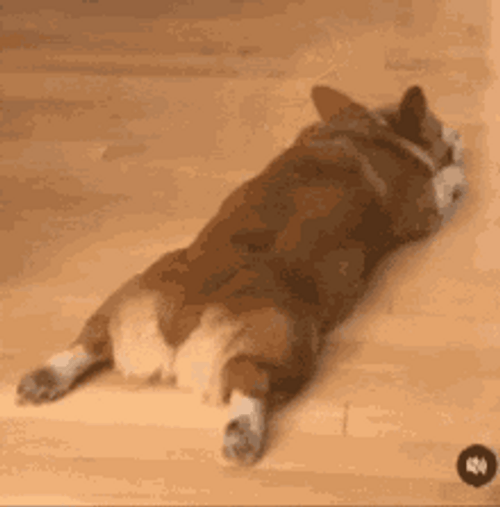 Lazy Corgi On The Floor GIF