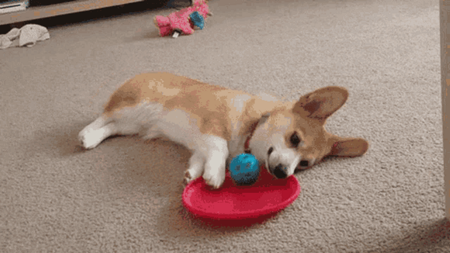 Lazy Corgi Playing GIF
