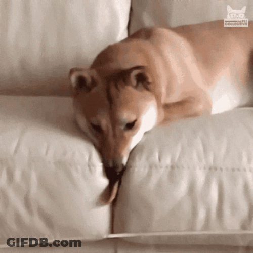Lazy Dog Licking Butter GIF