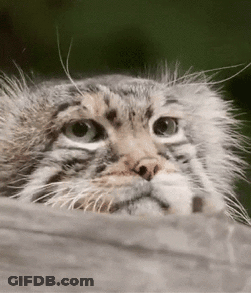 Lazy Pallas's Cat GIF