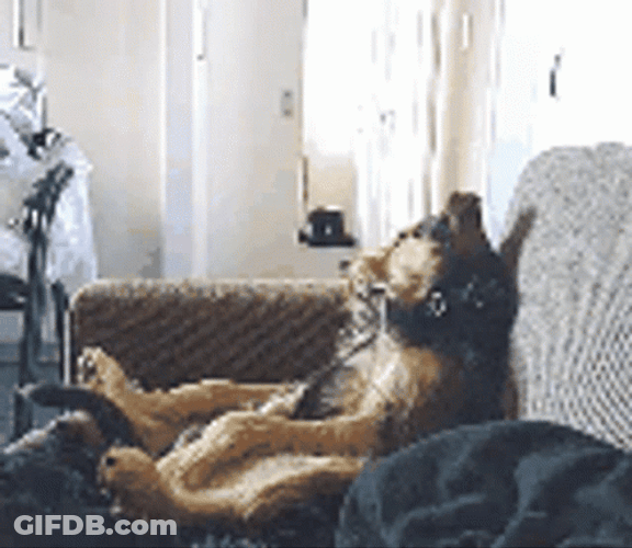 Lazy Saturday Adorable Dog GIF