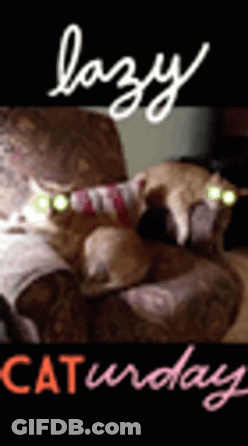 Lazy Saturday Caturday GIF