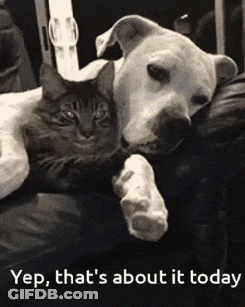 Lazy Saturday That's About It Today GIF