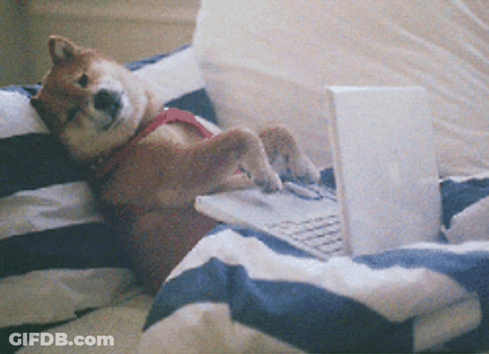 Lazy Shiba Dog Study In Bed GIF