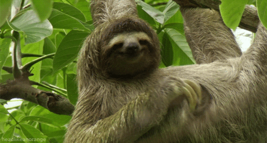 Lazy Sloth Hanging By The Tree GIF