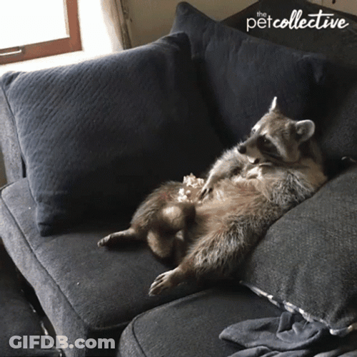 Lazy Slouching Raccoon GIF