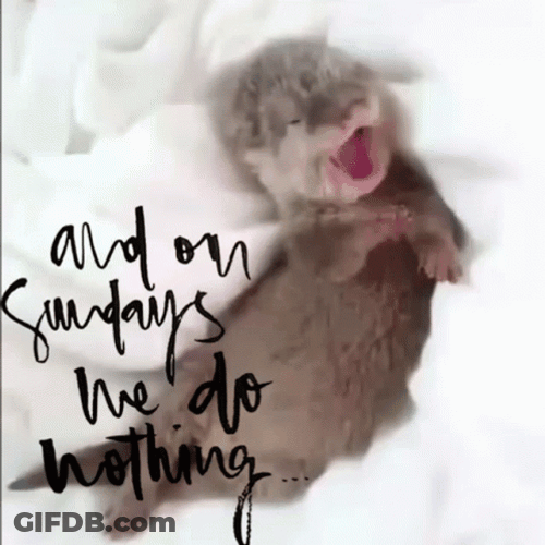 Lazy Sunday Baby Kitten GIF