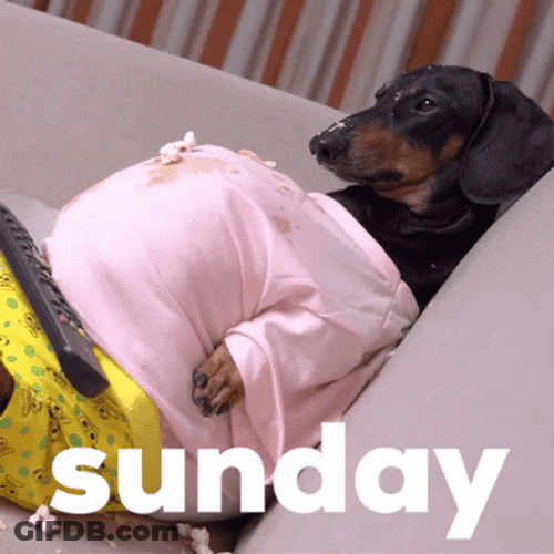 Lazy Sunday Lying Dachshund GIF