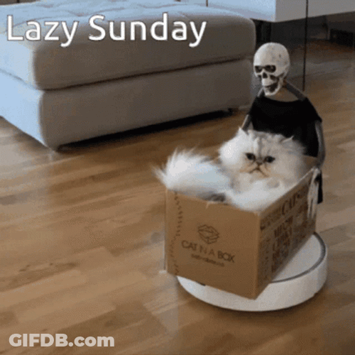 Lazy Sunday White Cat Riding Box GIF