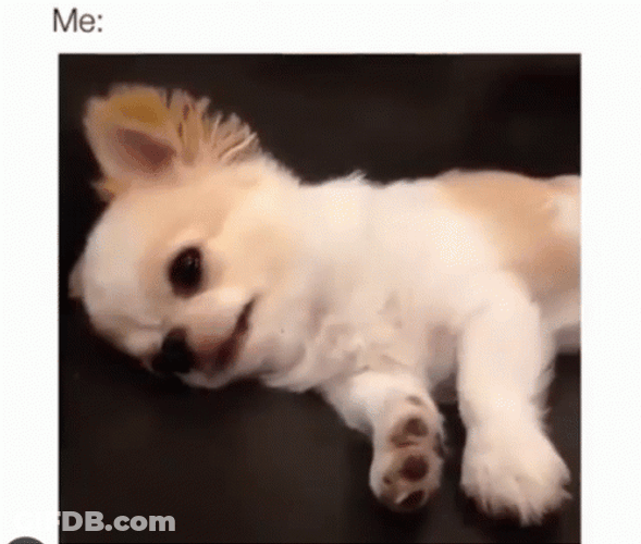 Lazy Sunday Yawning Small Dog GIF