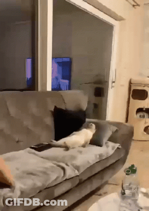 Lazy White Cat On Couch GIF
