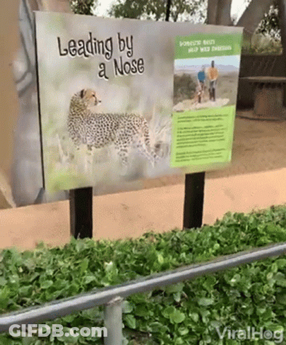 Leading By A Nose Sign With Cheetah GIF
