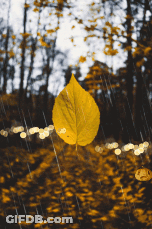 Leaf Enduring The Nature Act GIF