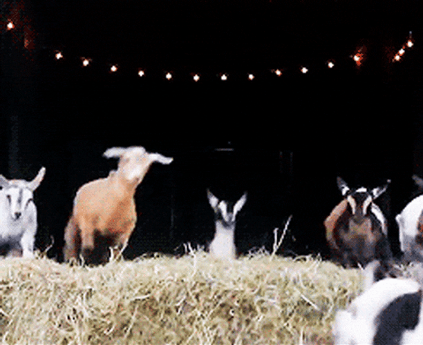 Leaping Farm Goats GIF
