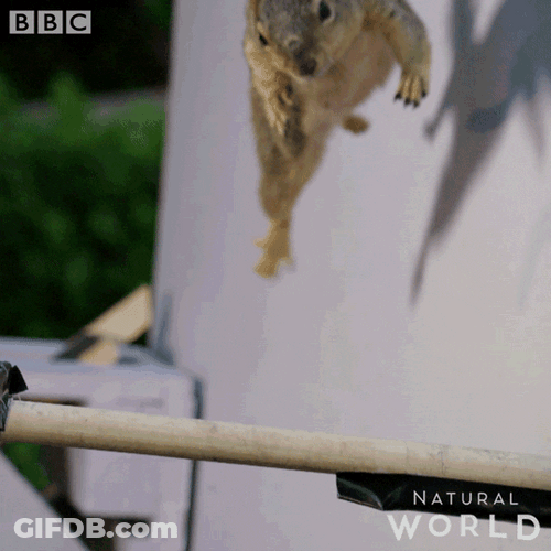 Leaping Squirrel Animal GIF