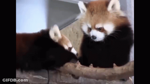 Learning To Trust Again Rebuild Trust Slowly GIF