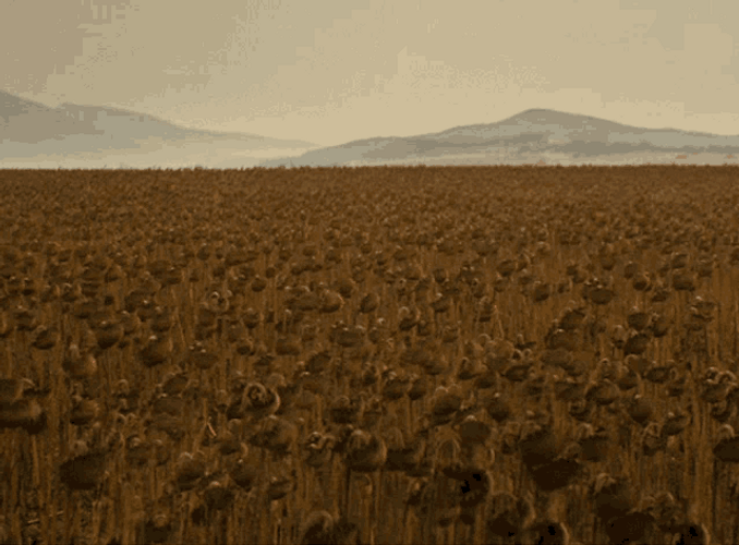 Leatherface In Flower Field GIF