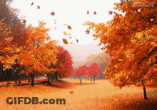 Leaves Are Falling From The Trees In A Park GIF