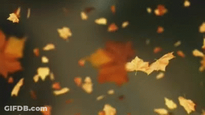 Leaves Falling From Sky GIF