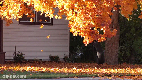 Leaves Falling From Tree In Front Of House GIF