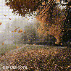 Leaves Falling From Tree On Road GIF