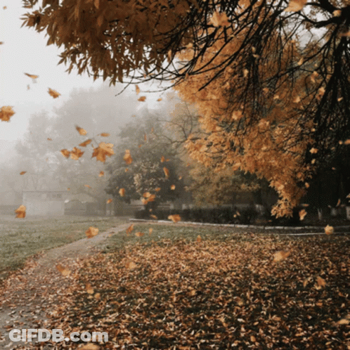 Leaves Falling From Trees In Park GIF