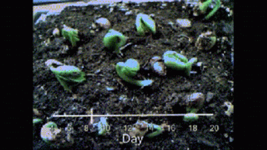 Leaves Growing In Time Lapse GIF