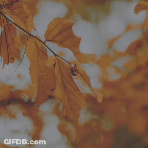 Leaves Saying Hello October GIF
