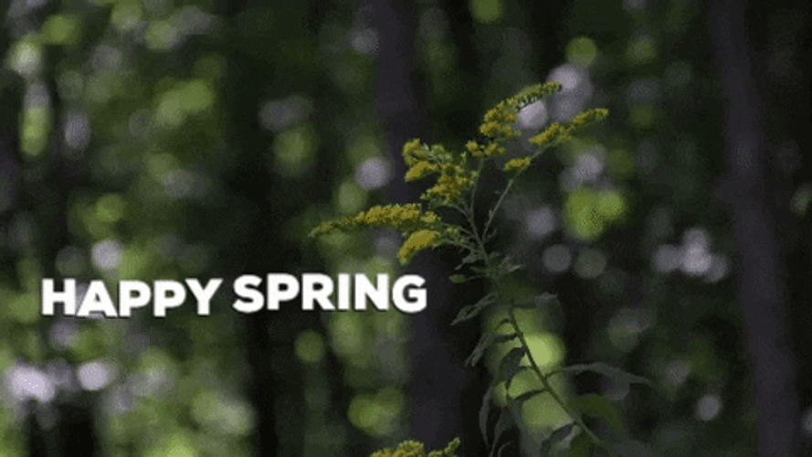 Leaves Swaying In The Wind Happy Spring GIF