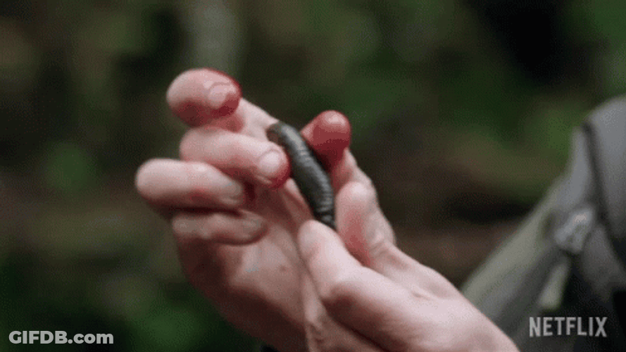 Leech Animals On The Loose GIF