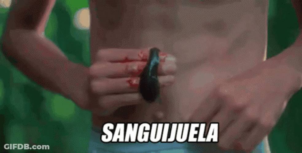 Leech Blood Sucker Sanguijuela GIF