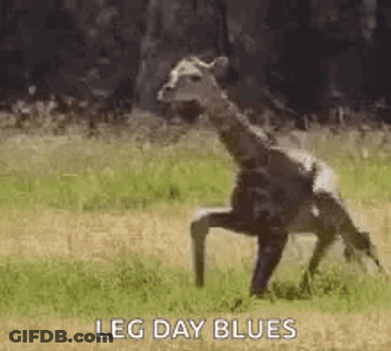 Leg Day Baby Giraffe Trying To Stand GIF