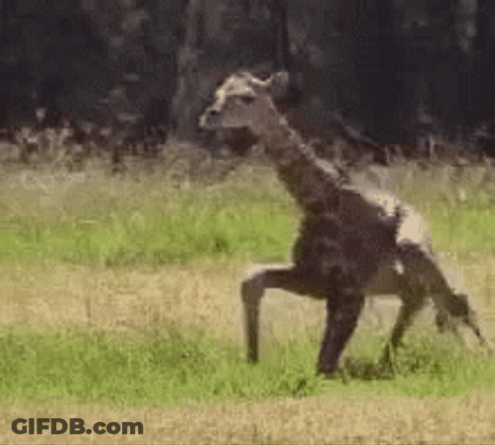 Leg Day Baby Giraffe Trying To Walk GIF