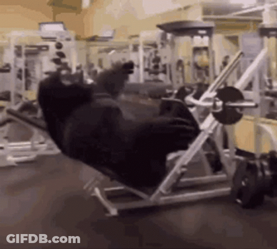 Leg Day Press Workout Gorillas GIF