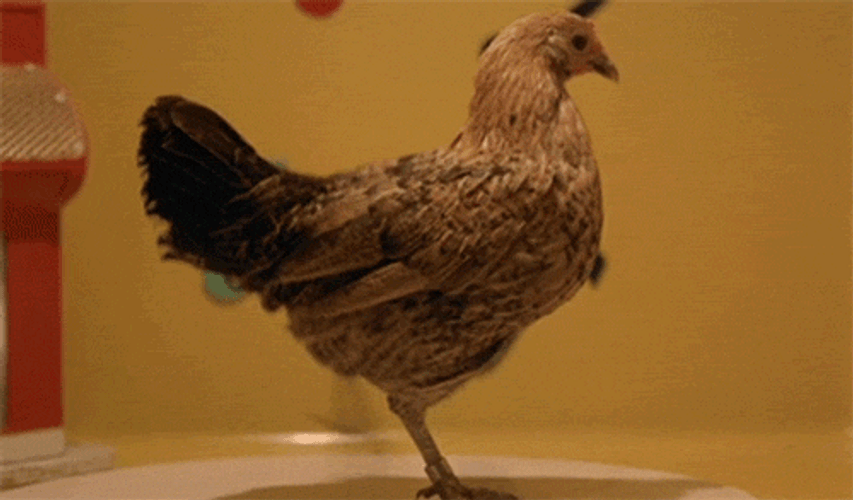 Legbar Dancing Chicken GIF