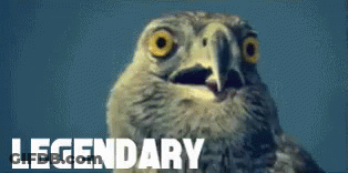 Legendary Owl Close Up GIF