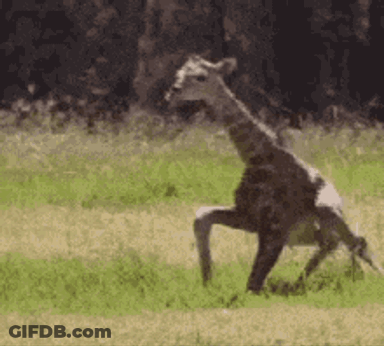Legs GIF