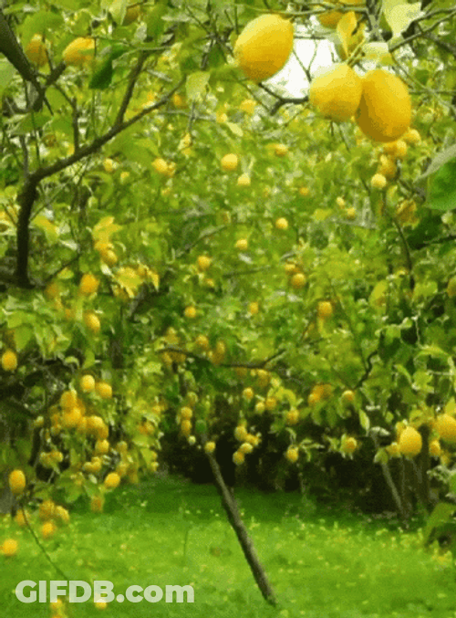 Lemon Face Boo GIF