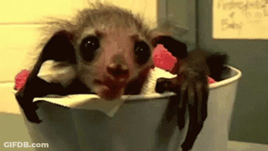 Lemur Aye Aye Big Eyes GIF
