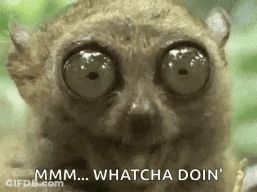 Lemur Close Up Saying Whatcha Doin GIF