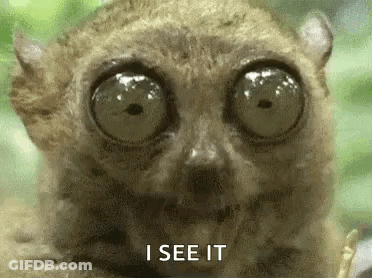 Lemur Eyes Saying I See It GIF