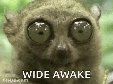 Lemur Eyes Wide Awake GIF
