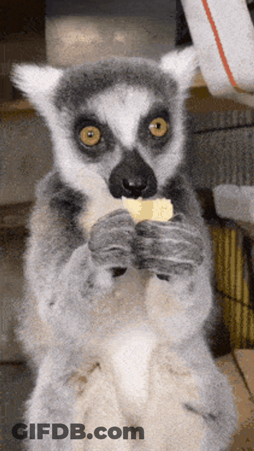 Lemur Lemur Eating GIF