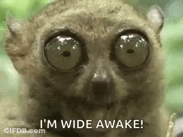 Lemur With Big Eyes And Wide Awake Text GIF