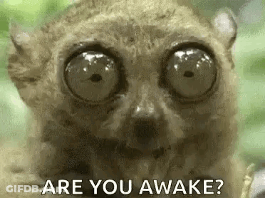 Lemur With Big Eyes Asking Are You Awake GIF