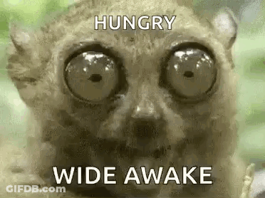 Lemur With Big Eyes Hungry Wide Awake GIF