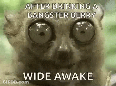 Lemur With Big Eyes Saying After Drinking A Bangster Berry Wide Awake GIF
