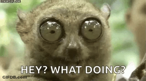 Lemur With Big Eyes Saying Hey What Doing GIF